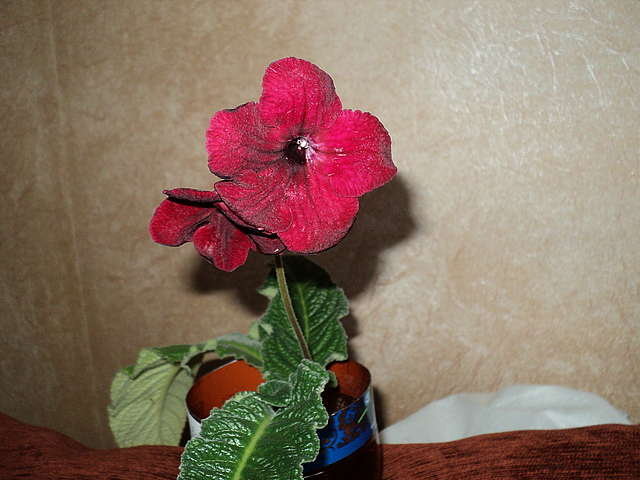 Blooming baby streptocarpus