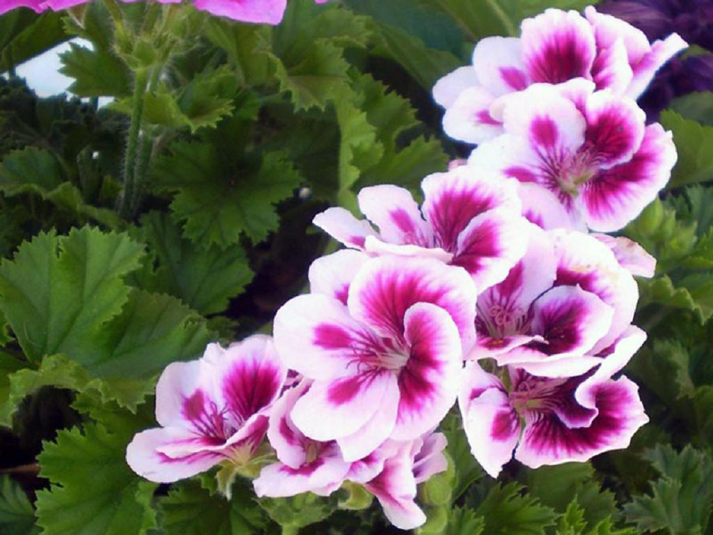 Kućna njega kraljevske pelargonije, fotografija