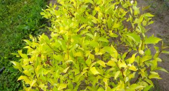 Drijen Aurea