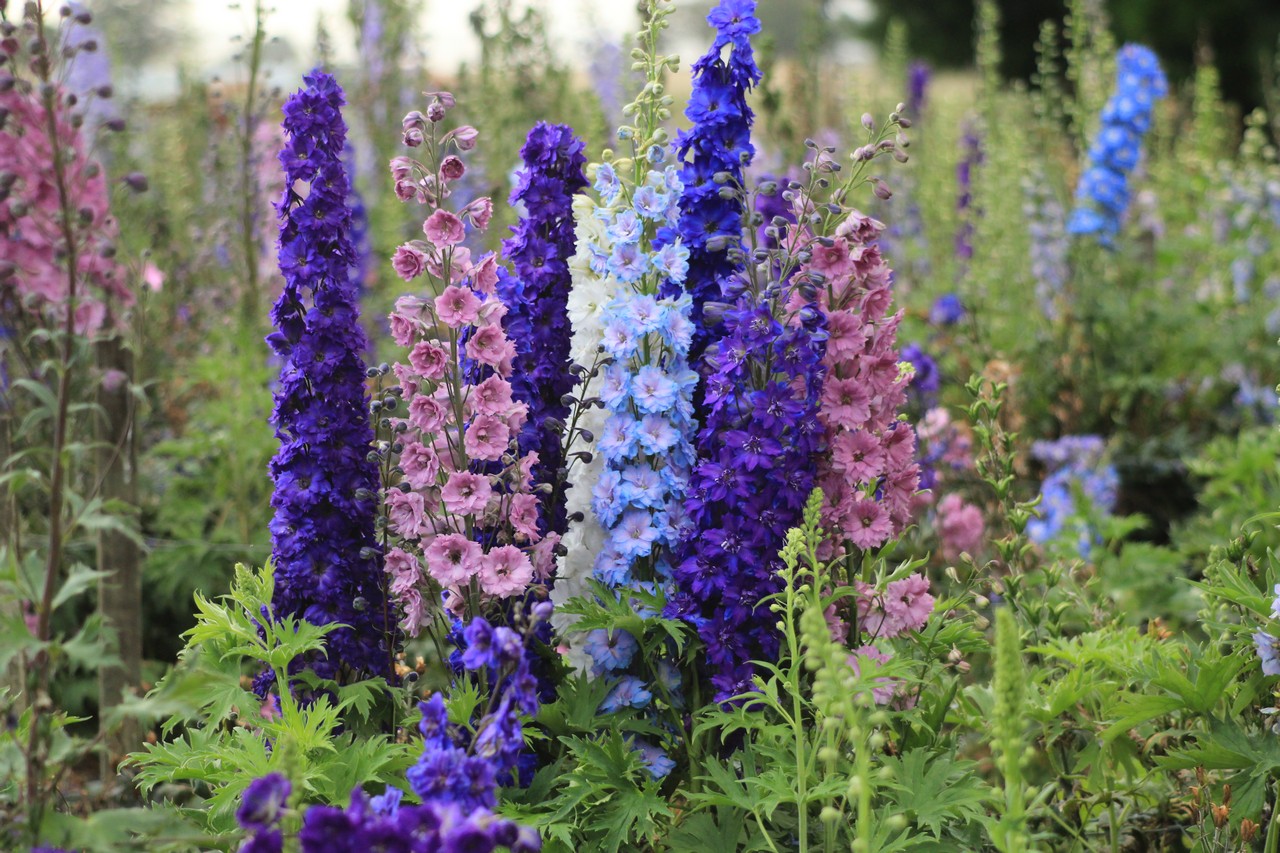 Višegodišnji delphinium: sadnja i njega, fotografija cvijeća