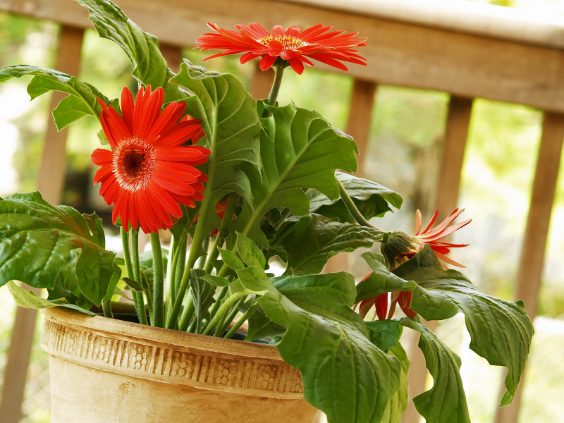 Sobna gerbera, njega cvijeća kod kuće
