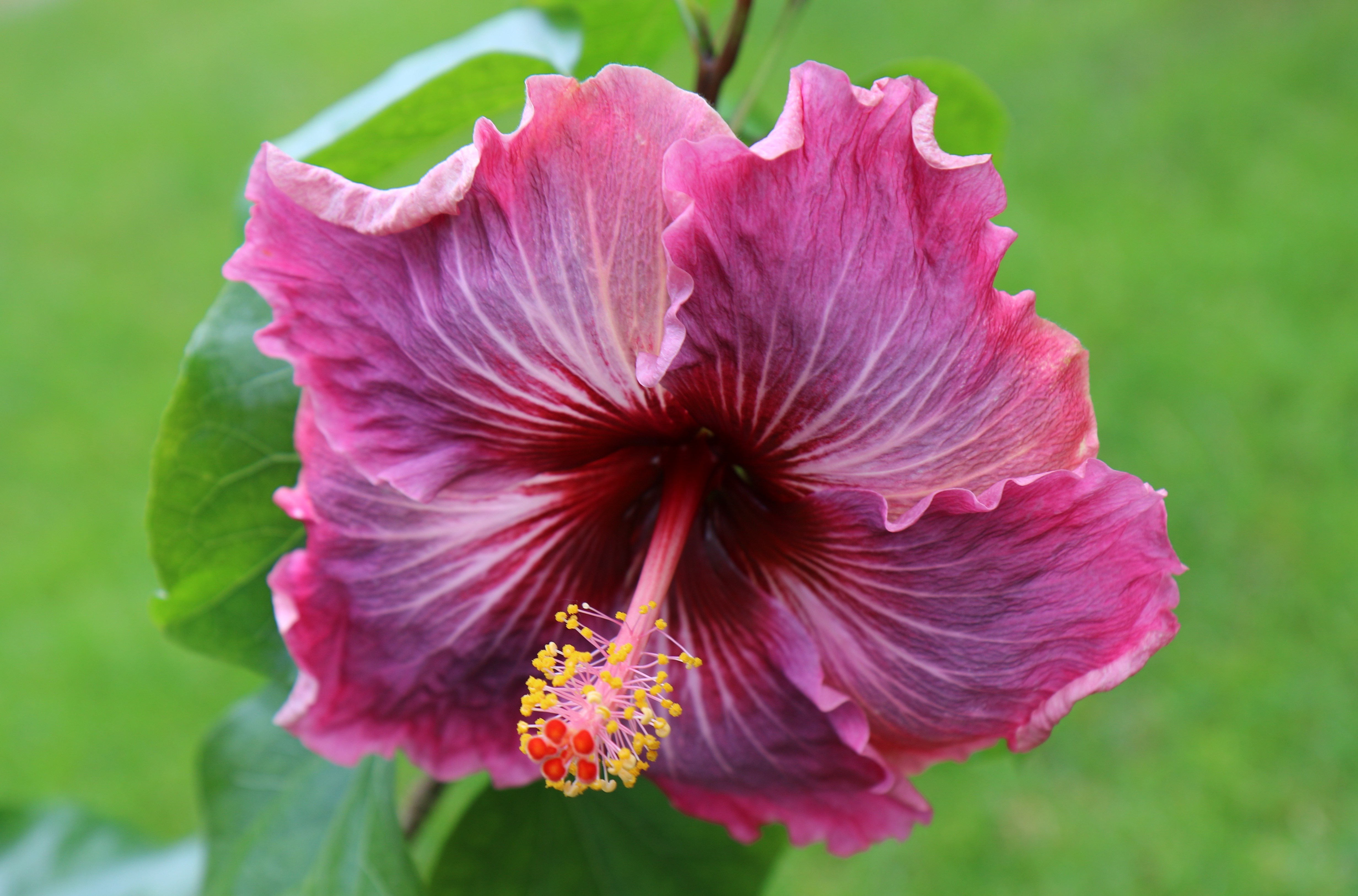 Njega hibiskusa kod kuće: sorte, fotografije