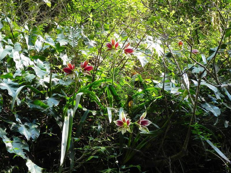 Hippeastrum u prirodi