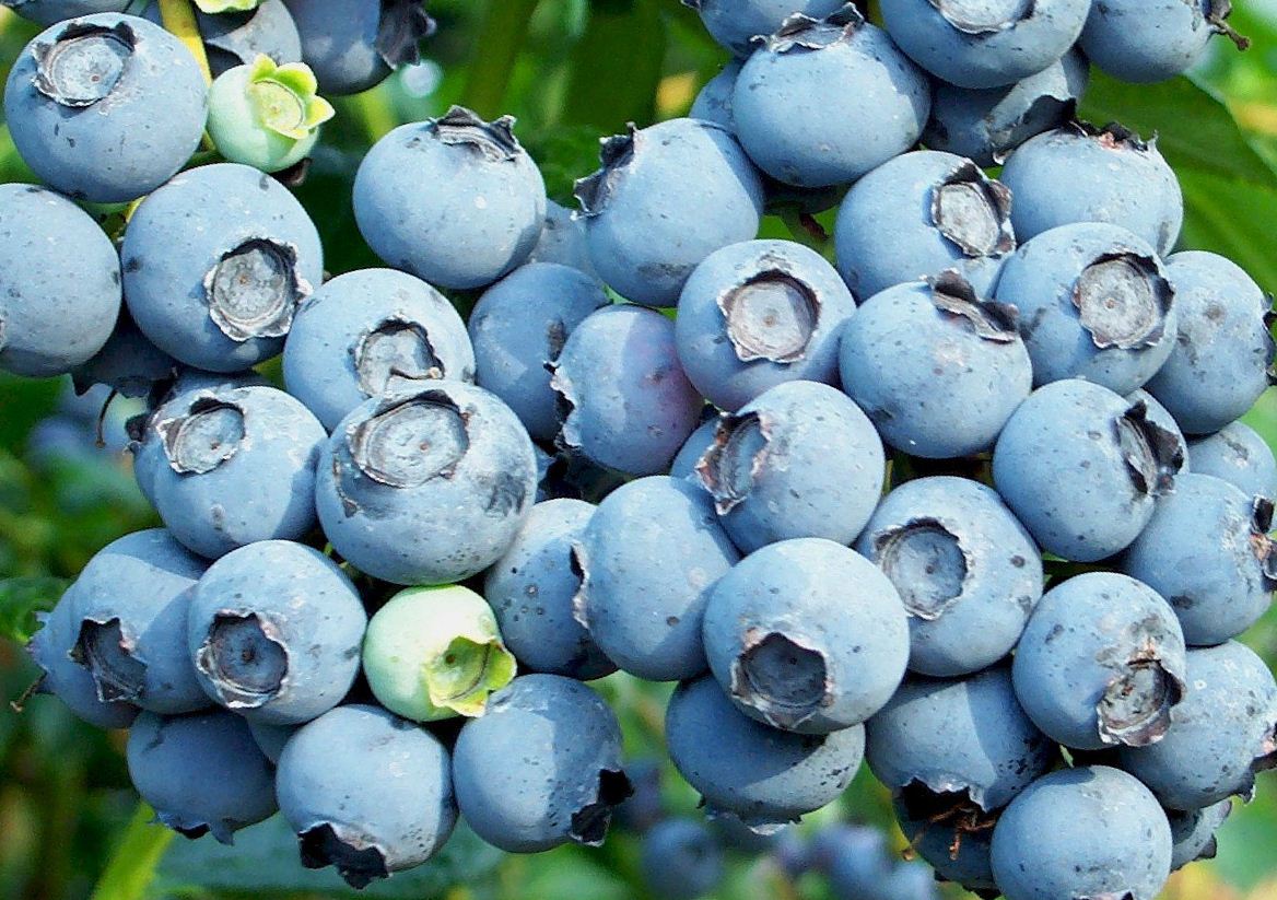 Visoka vrtna borovnica Bluecrop - referentna sorta