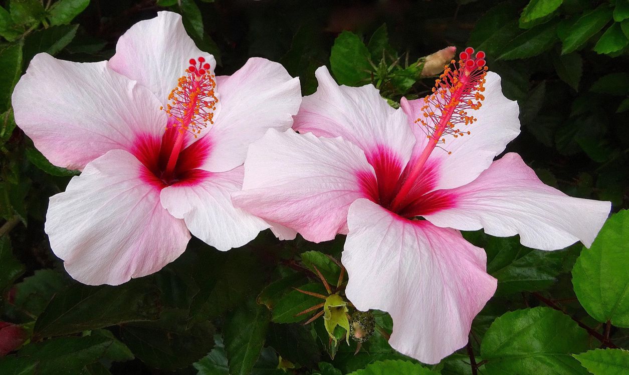 Zašto se hibiskus naziva cvijetom smrti, brinući se o kineskoj ruži