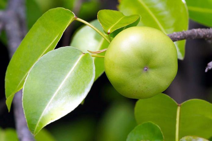 Manchineel stablo