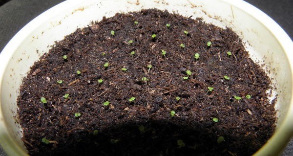 Izdanci streptokarpusa