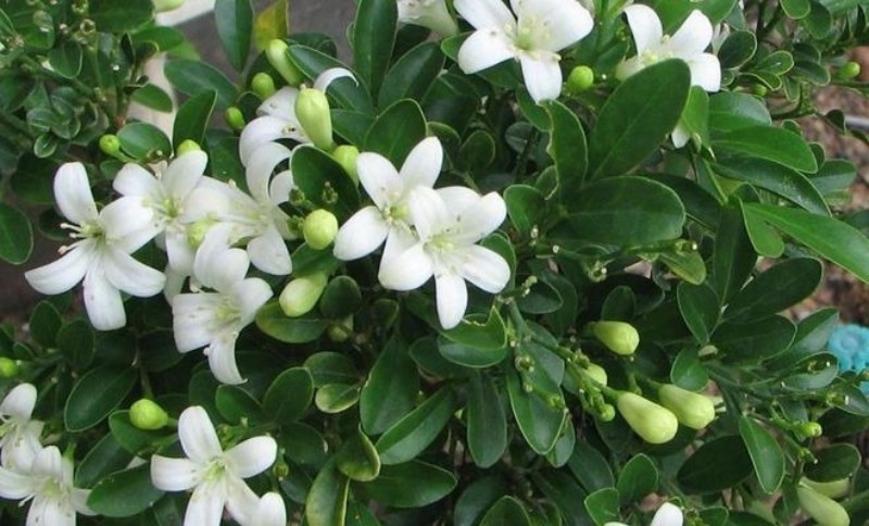 Narančasti jasmin