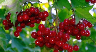 Crvena viburnum