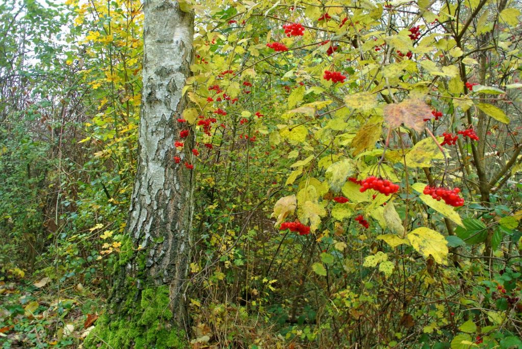 Viburnum u prirodi
