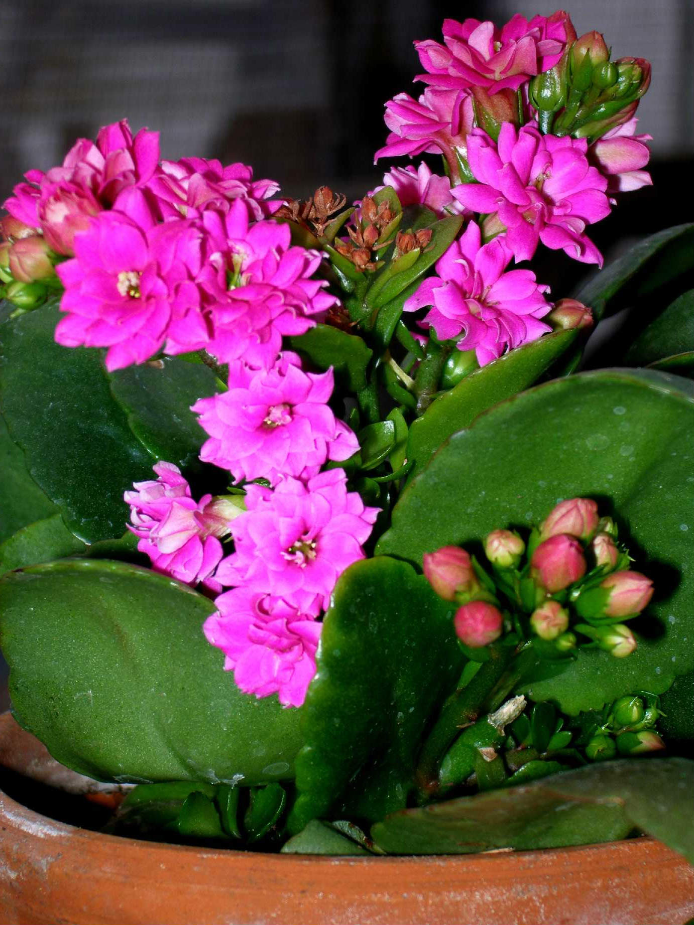 Kako razmnožavati Kalanchoe kod kuće lišćem i reznicama