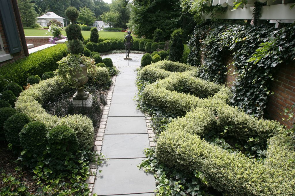kovrčava granica od euonymus