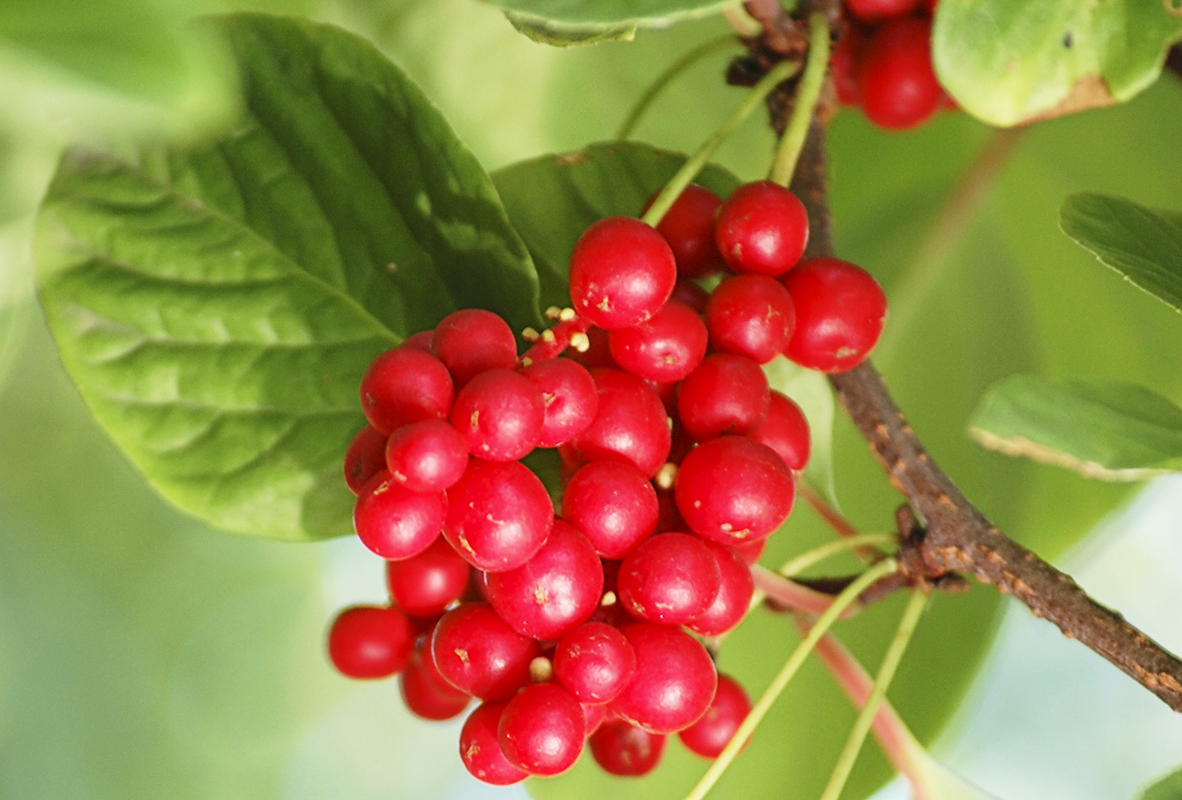 Schisandra chinensis u Moskovskoj regiji: sadnja i njega
