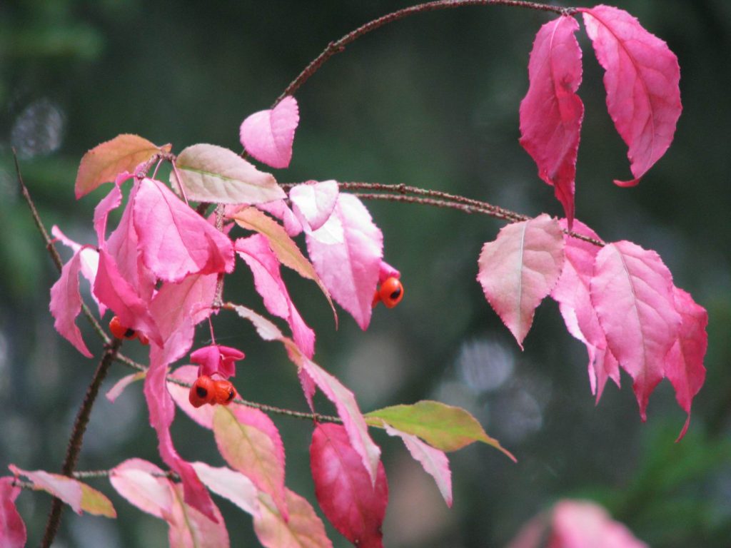 Euonymus lišće
