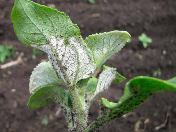 Peronospora (donja strana lista)