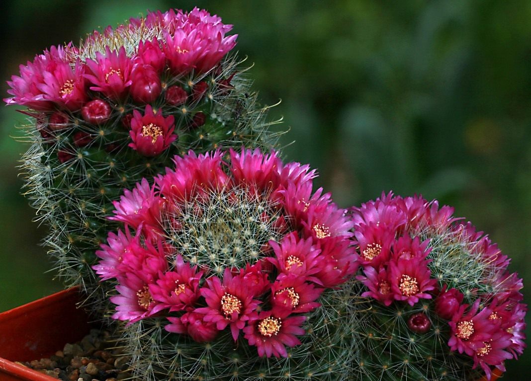 Mammillaria kaktus: kućna njega
