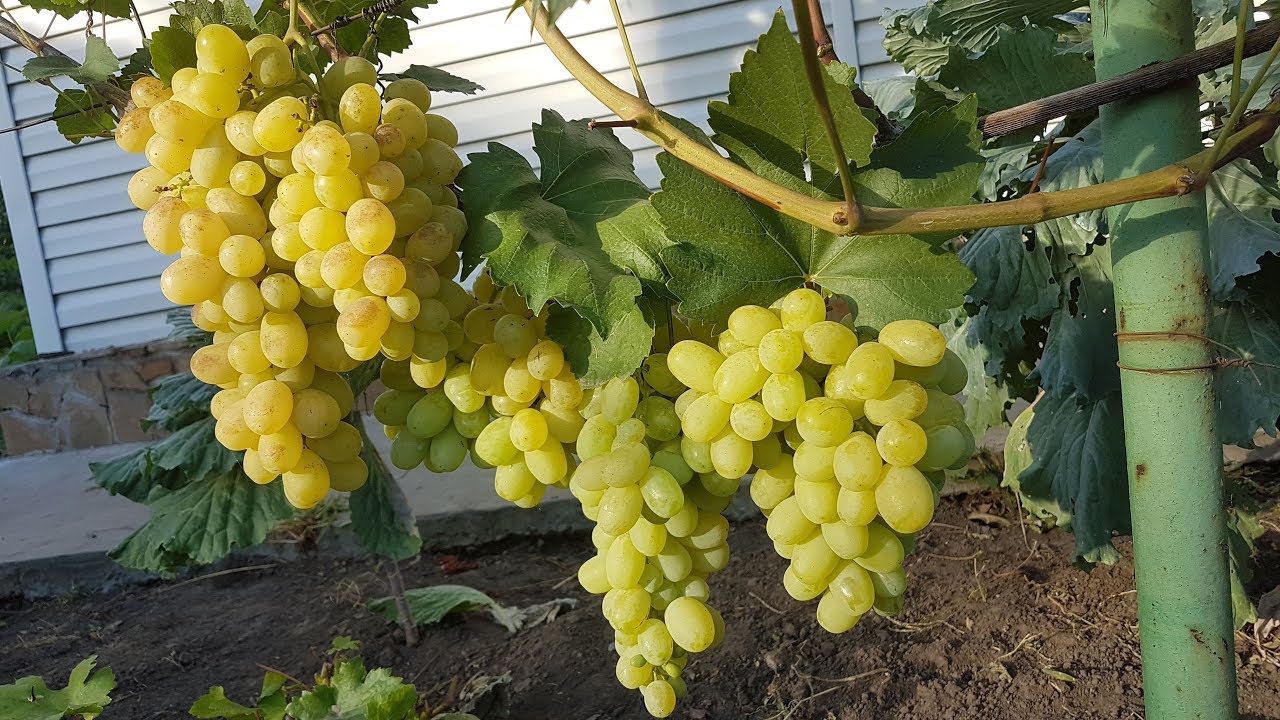 Laura ili Flora: popularna sorta stolnog grožđa, nijanse njege usjeva