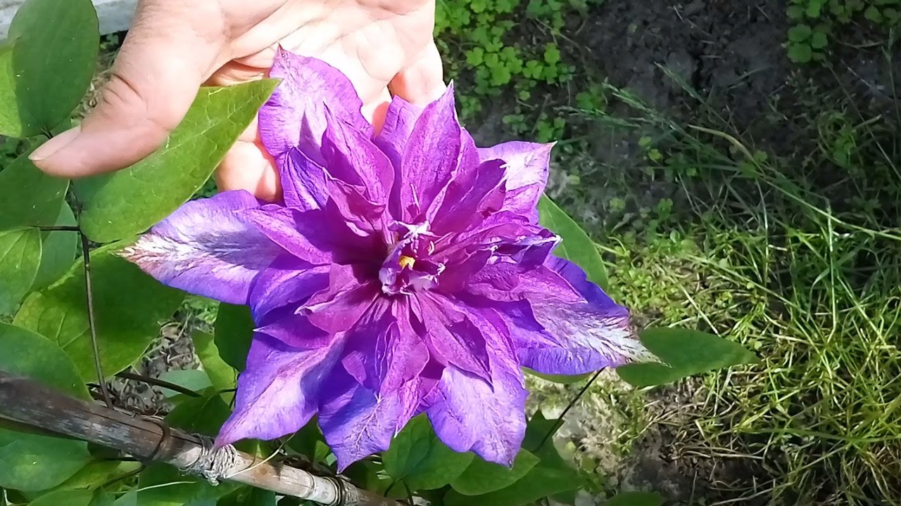 Kako uzgajati klematis iz sjemena kod kuće?