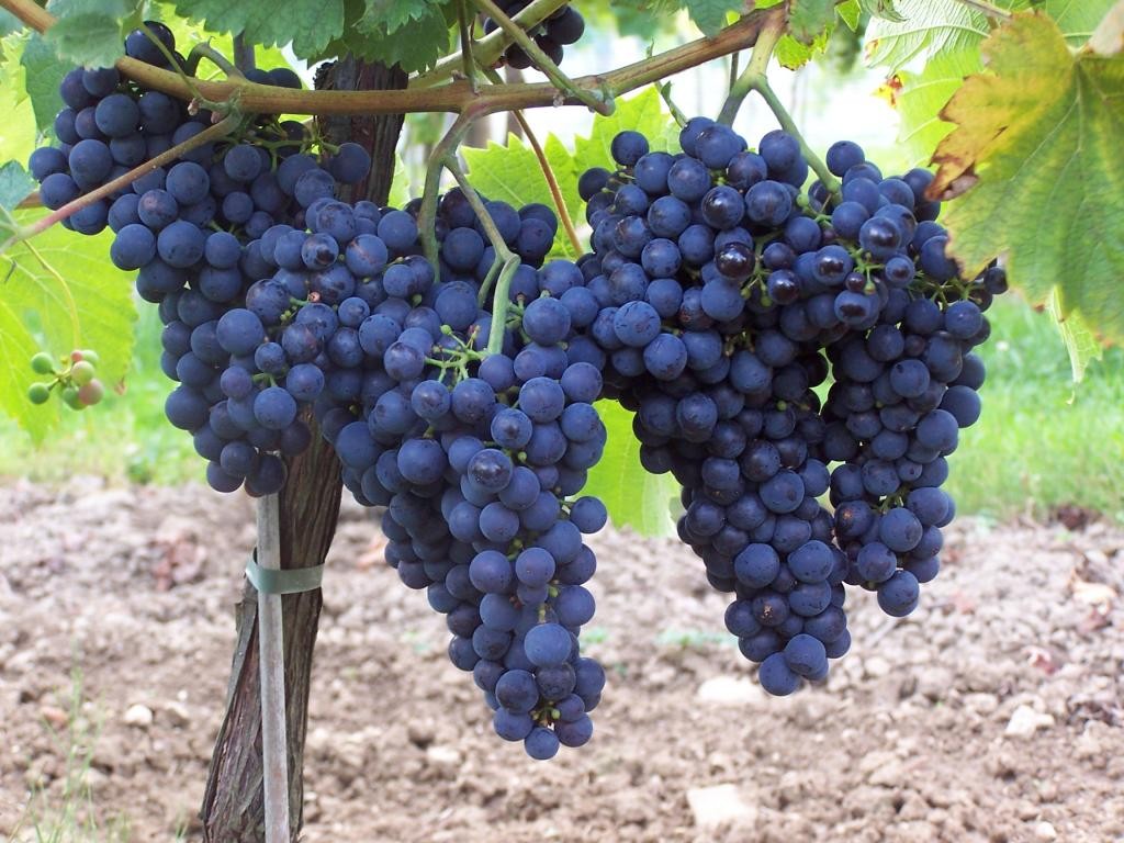 Stono grožđe Monarch dostojan je rezultat ruske selekcije