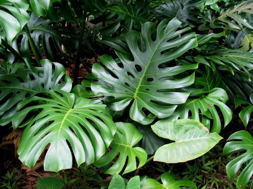 Monstera: je li moguće držati kod kuće i zašto ne