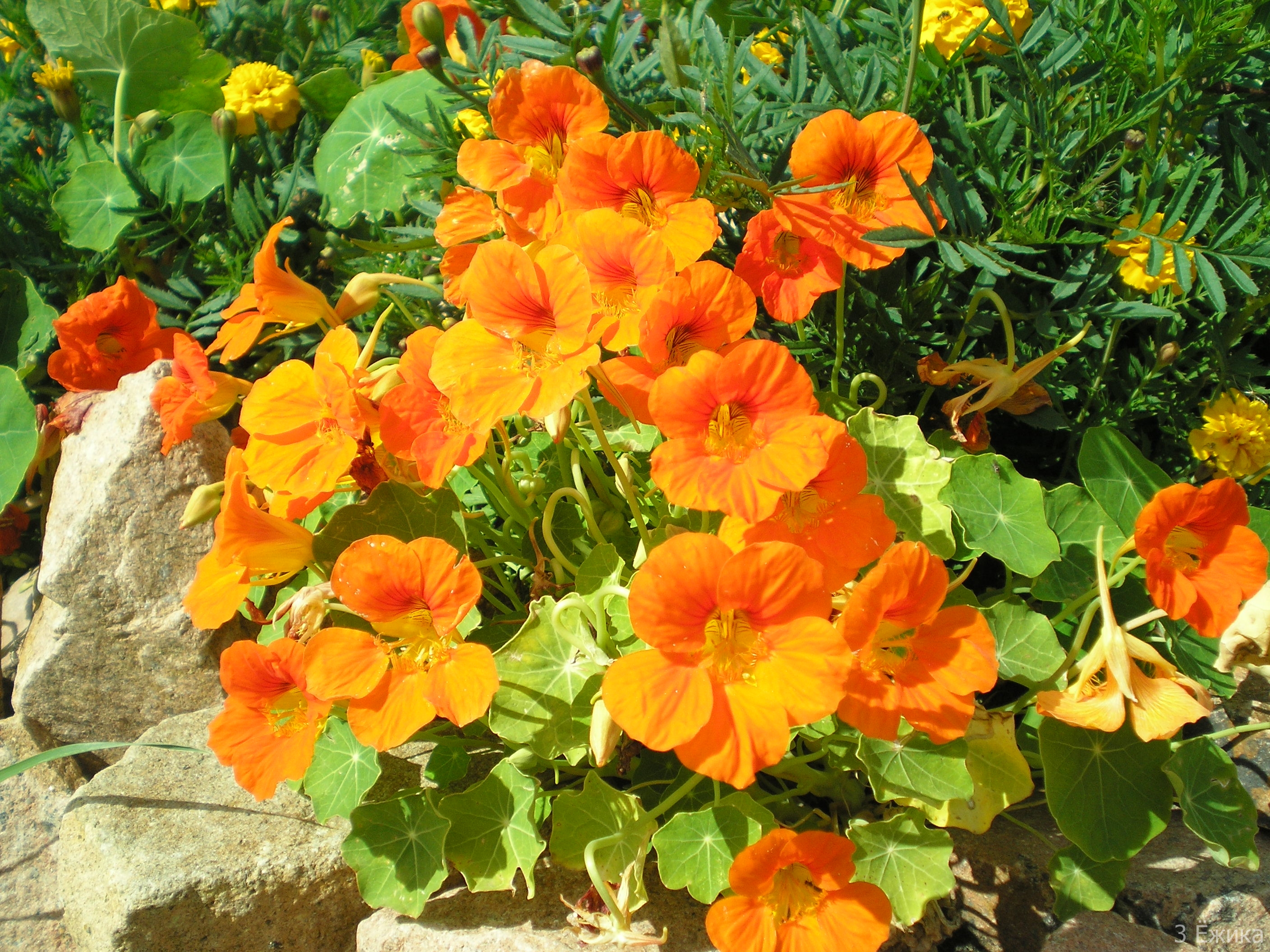 Nasturtium: sadnja i njega, uzgoj iz sjemena