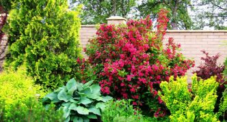 Weigela u sastavu