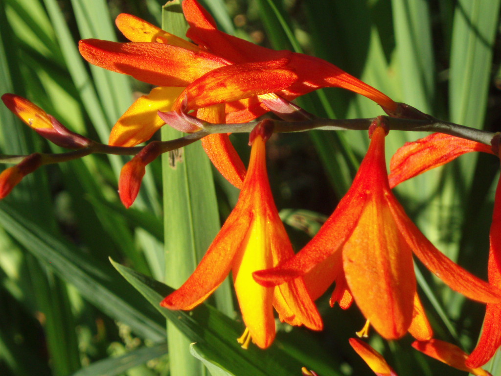 Montbrecia ili crocosmia: fotografija, sadnja i njega na otvorenom polju