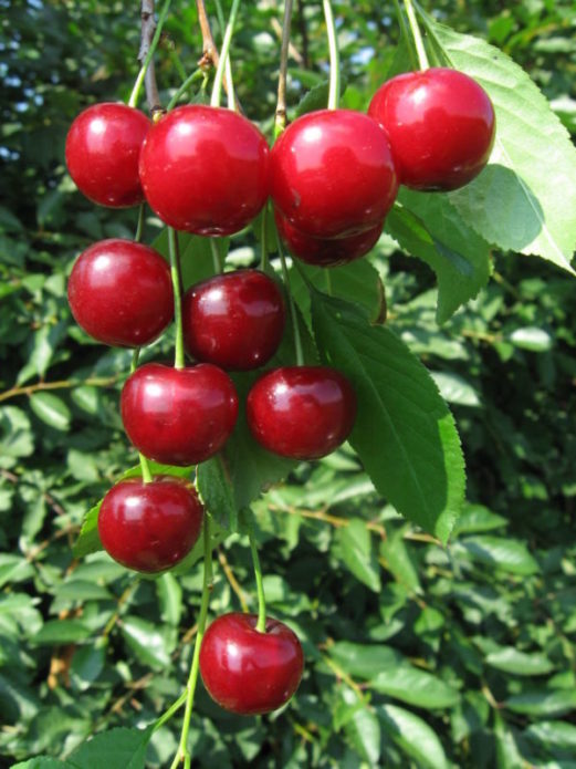 Plodovi malyshka