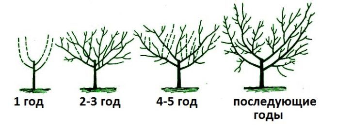 Fazno formiranje krošnje trešnje