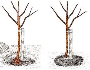 Sadnja trešnje