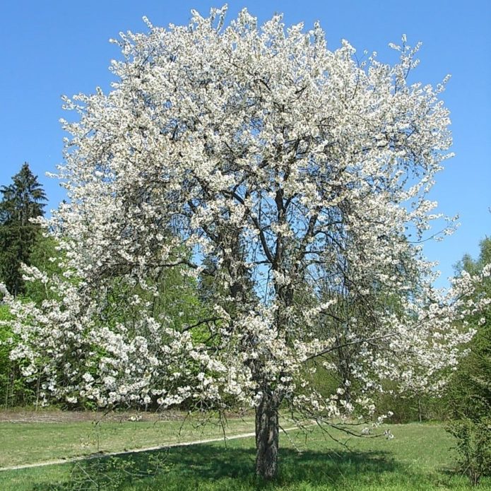 Trešnja Chermashnaya