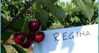 Sorte trešnje Regina