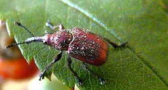 Weevil na trešnji