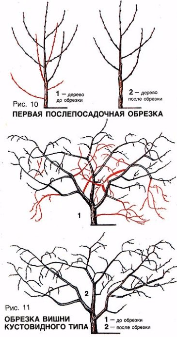 Rezidba trešnje