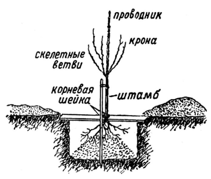 Shema sadnje trešnje