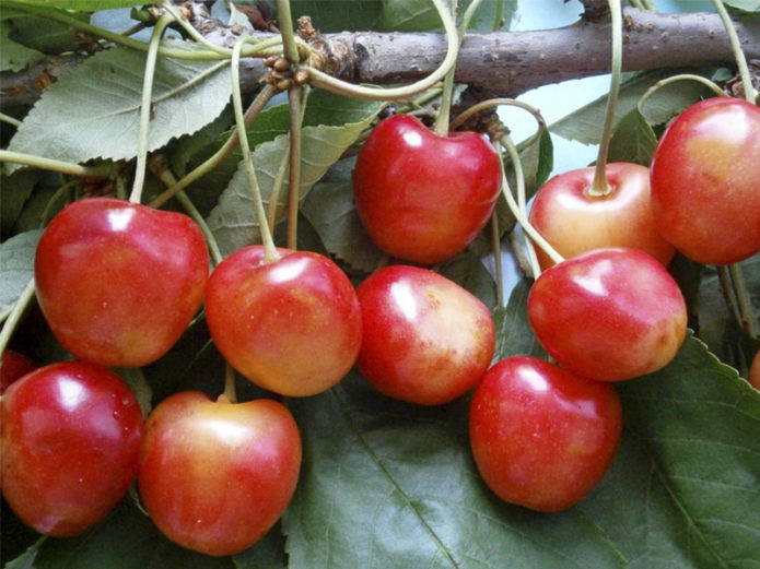 Trešnja