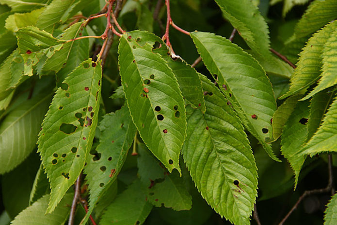 Bolest trešnje clasterosporium