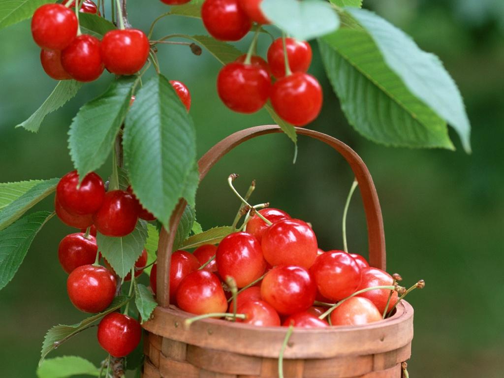 Popularne sorte trešnje pogodne za uzgoj u središnjoj Rusiji