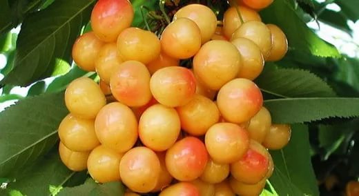 Slatka trešnja sorte Priusadebnaya žuta