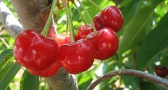 Cherry Amorel ružičasta