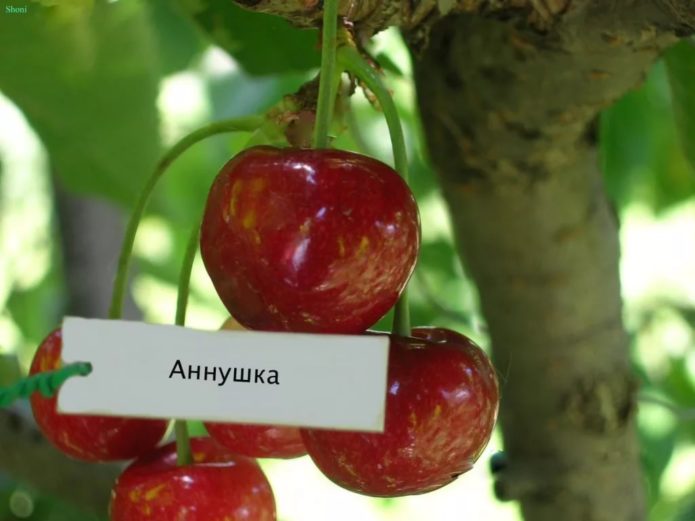 Sorta Annushka