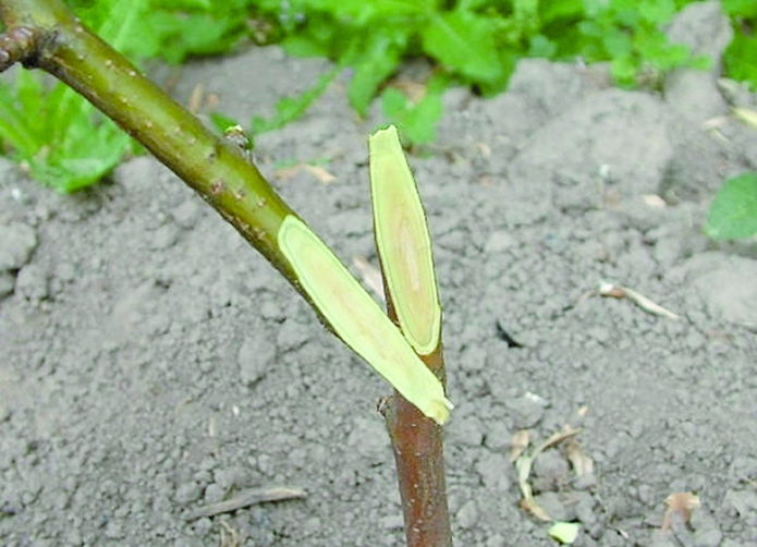 Kopulacija