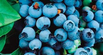 Vrtna borovnica Bluecrop