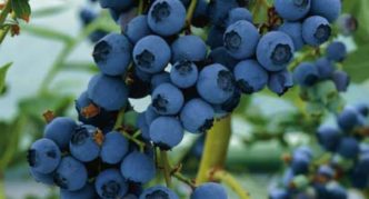 Vrtna borovnica Early Blue