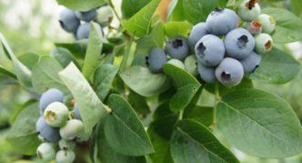 Borovnica Brigitte Blue