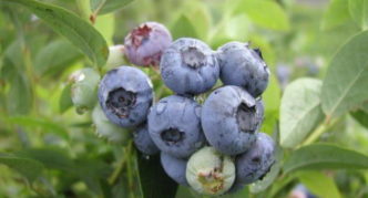 Borovnica Plava Etta