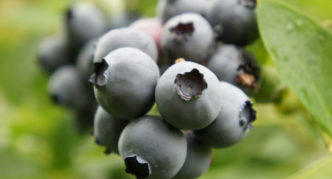 Borovnica Toro