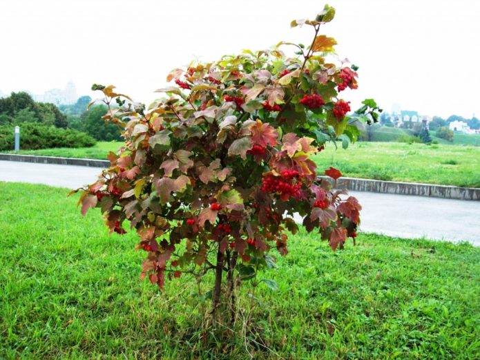 Viburnum s krošnjom u obliku stabla