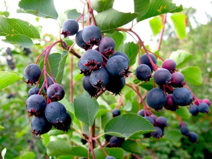 Plodovi kanadeze