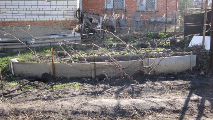 Suha podvezica grožđa